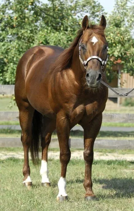 Shiners Vintage Shiners Vintage