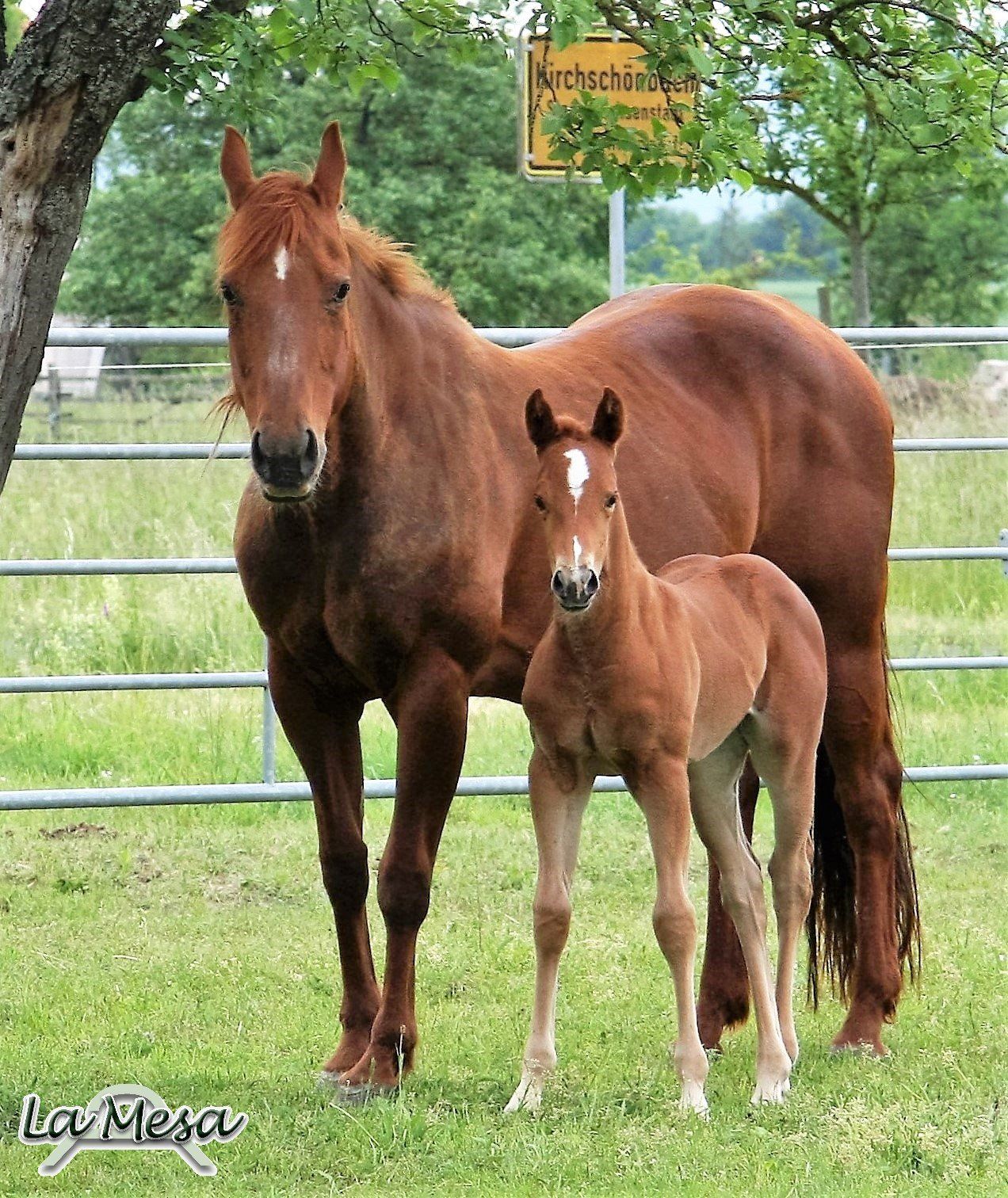 Producer of $ 181.000 Smart Chiclet