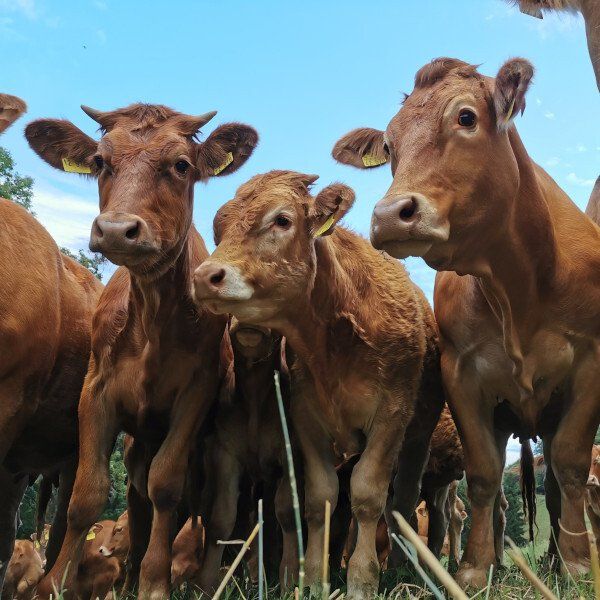 Limousin Rinder Limousin Rinder