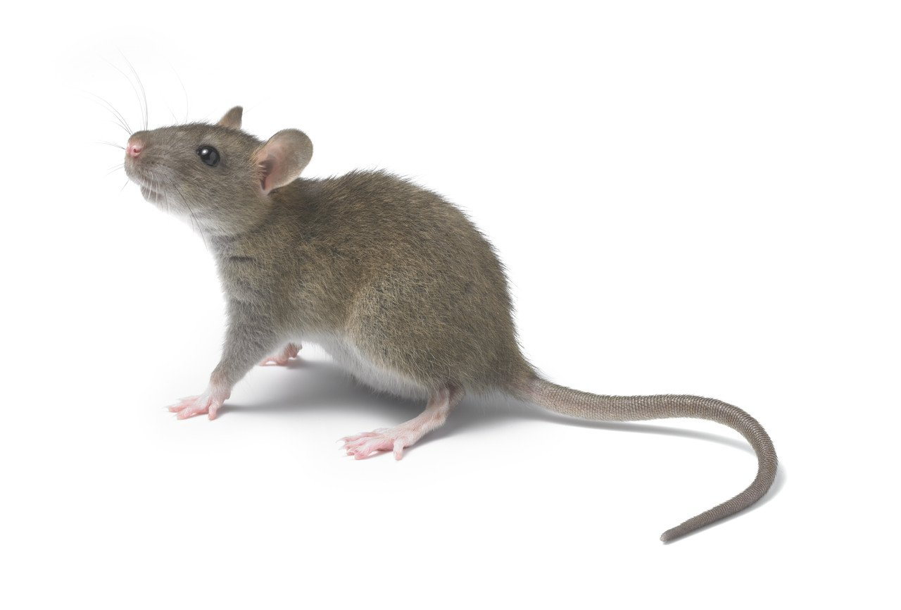 Rodents Rats Rat rodent pest control service Andover Hampshire
