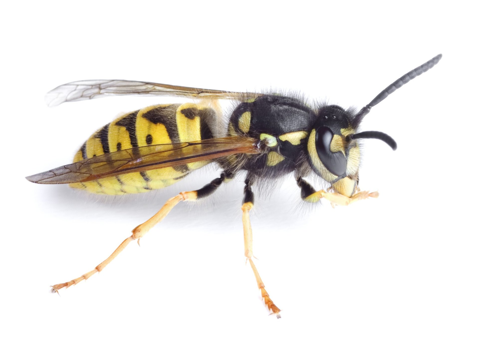 Wasp nest removal Wasps wasp hornet pest control Andover