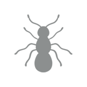 Insect removal Insect removal