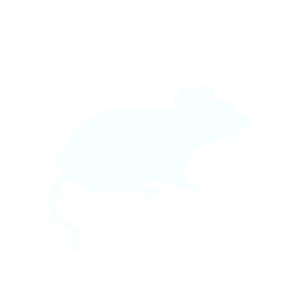 House mice House mice rodent control Andover Hampshire