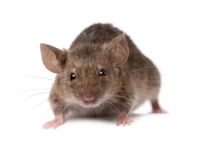 House mouse rodent Rodents rodent house mouse pest control Andover