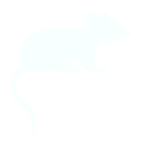 Rats Rats rodent pest control Andover Hampshire