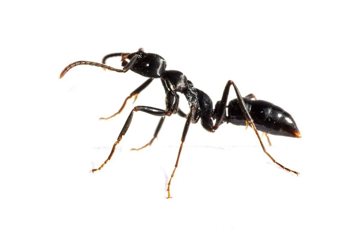 Pest control service contract  Commercial Pest Control Service Contract Andover Hampshire