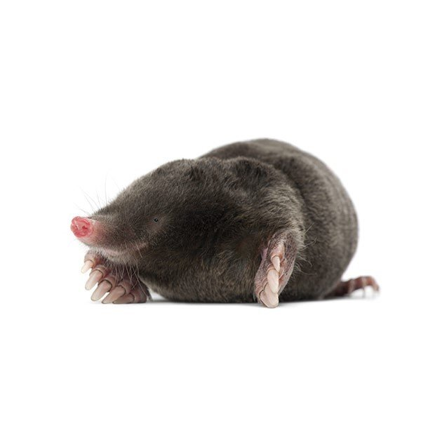 Mole hills Mole catching Mole catcher Andover mole hills