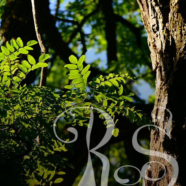 Dein Weg zu dir selbst.