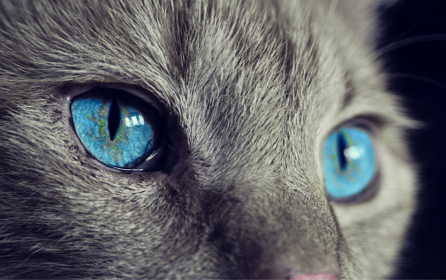 Katze, Gesundheit, Hund, Haustier, Naturprodukte, Waldkraft, Bio