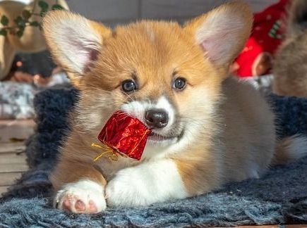 Essenzen, Kuscheltiere, Hund, Katze, Pferd, Nahrungsergänzungsmittel, Angst