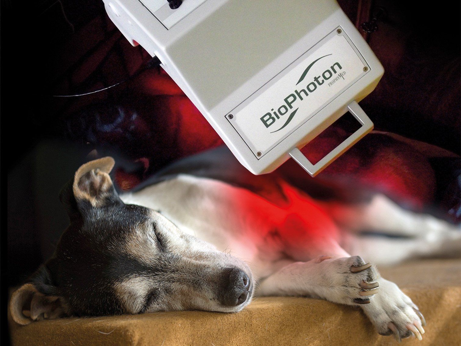 bio photonen