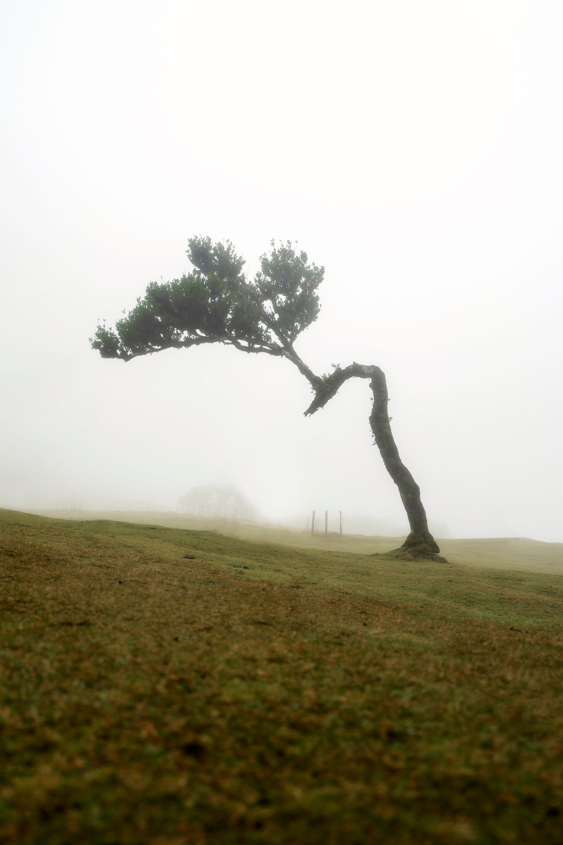 Lone tree surrounded by fog. Simple, ambient photo by Matthew Breiter Photography