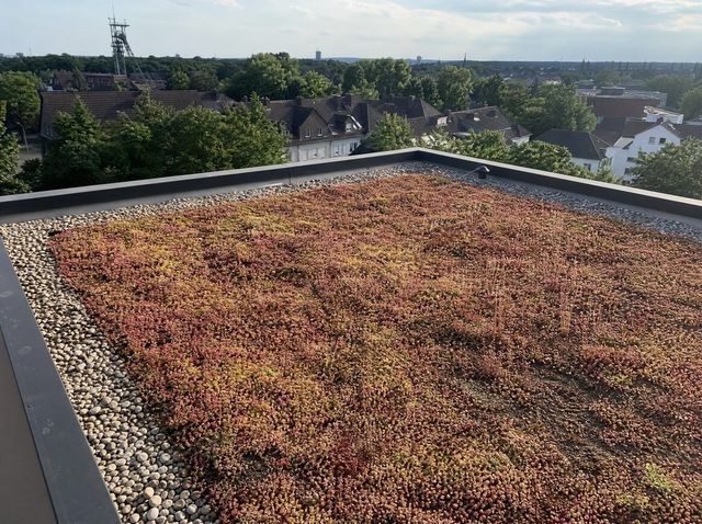 Extensiv begrüntes Flachdach in Dortmund