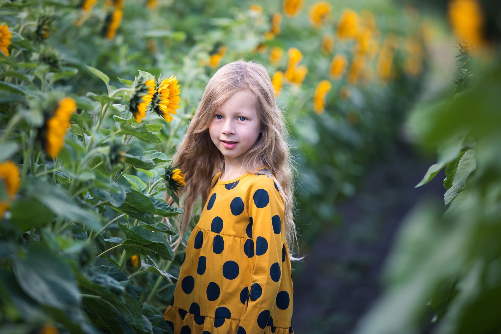 Sonnenblumenminishooting