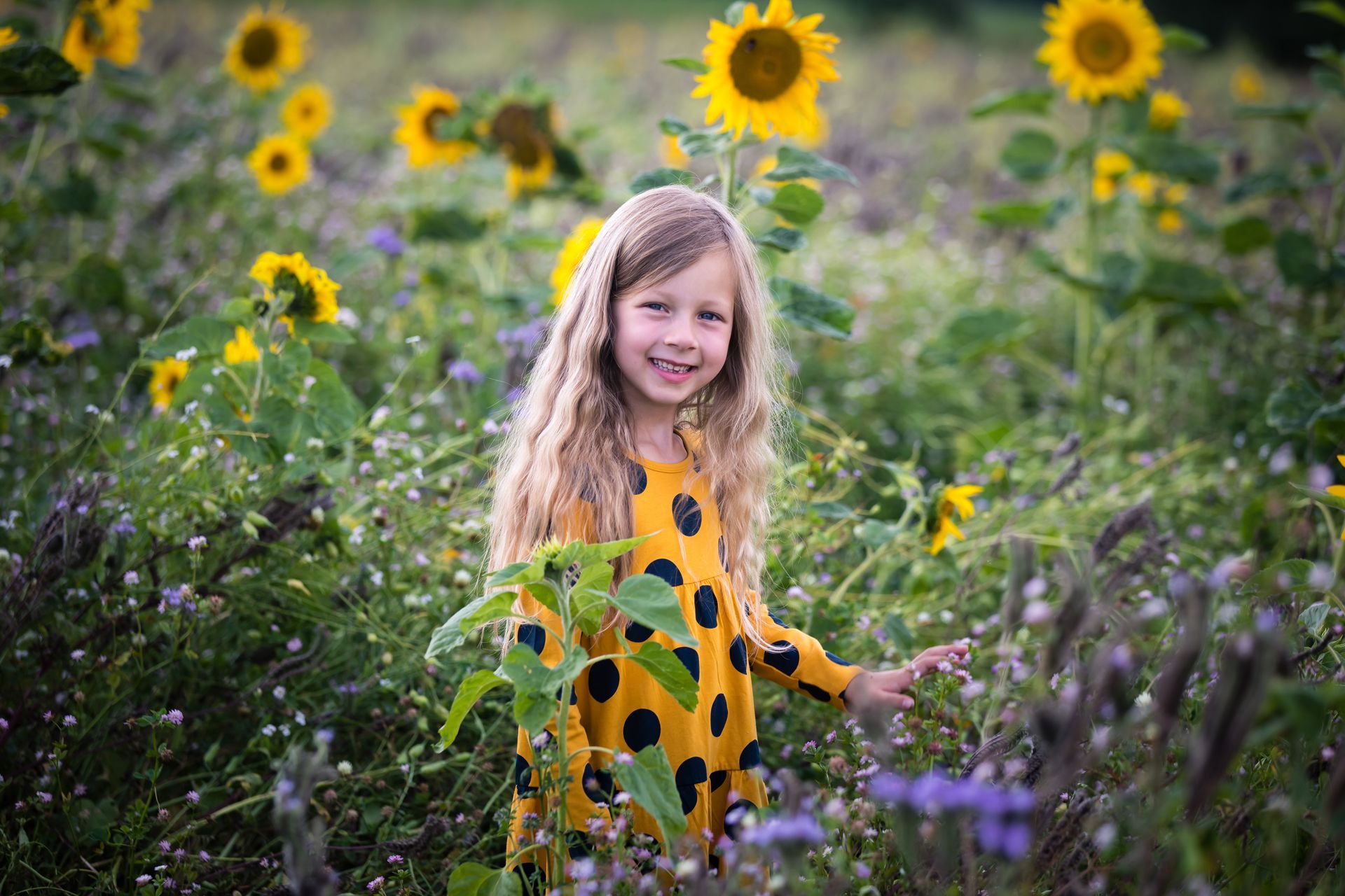 Sonnenblumenminishooting