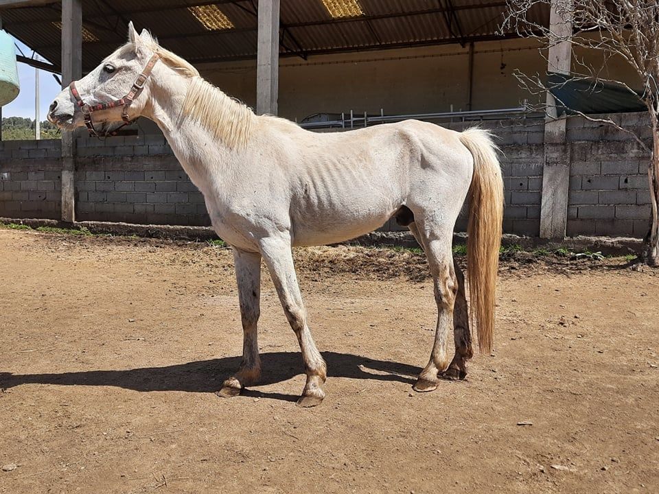 #Rettungspferd #Pferderettung_ #Schlachtpferd_#Lusitano_#Cruzado_#Tierschutz_#reiten_#Reiturlaub_#horse_#rescue_#horse_#Portugal_#Dressur_#Springen_#Paten_#Spenden_#Reitstall_#Koppel_#Freizeitreiten_#ausreiten_#Pferdewelt_#Pferdeliebe_#Pony_#Ponyreiten