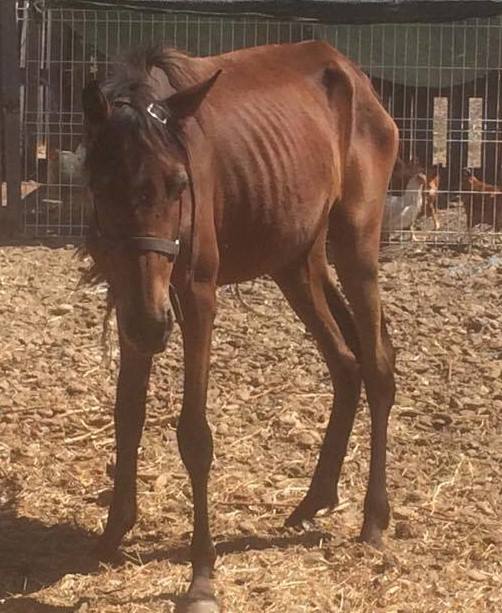 #Rettungspferd #Schlachtpferd #Pferderettung #Lusitano #Cruzado #Tierschutz #reiten #Reiturlaub #horse #rescue #rescue_horse #Portugal #Dressur #Springen #Paten #Spenden #Reitstall #Koppel #Freizeitreiten #ausreiten #Pferdewelt #Pferdeliebe #Pony #Ponyreiten