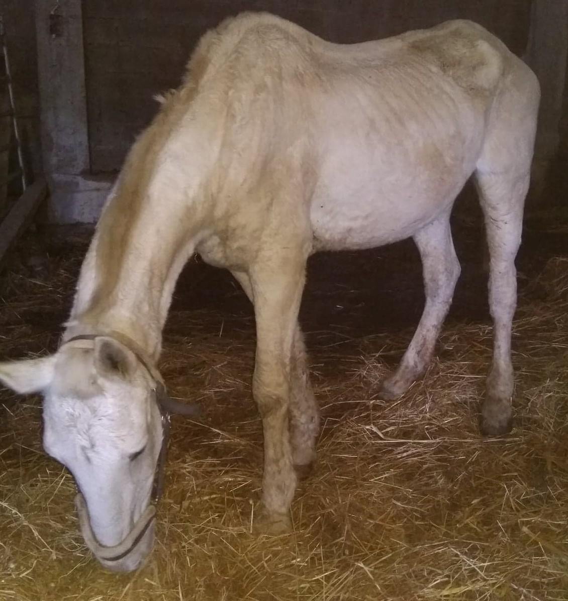 #Rettungspferd #Schlachtpferd #Pferderettung #Lusitano #Cruzado #Tierschutz #reiten #Reiturlaub #horse #rescue #rescue_horse #Portugal #Dressur #Springen #Paten #Spenden #Reitstall #Koppel #Freizeitreiten #ausreiten #Pferdewelt #Pferdeliebe #Pony #Ponyreiten