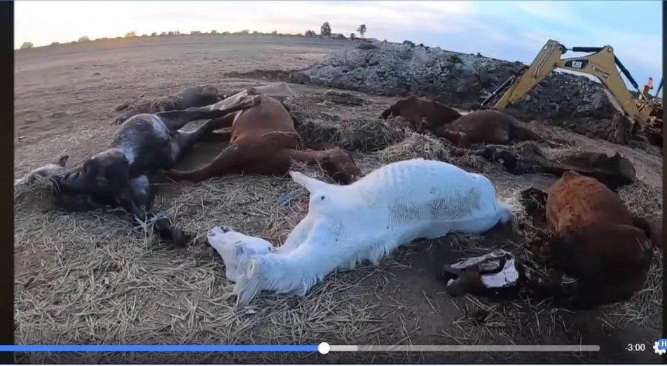 #Rettungspferd #Schlachtpferd #Pferderettung #Lusitano #Cruzado #Tierschutz #reiten #Reiturlaub #horse #rescue #rescue_horse #Portugal #Dressur #Springen #Paten #Spenden #Reitstall #Koppel #Freizeitreiten #ausreiten #Pferdewelt #Pferdeliebe #Pony #Ponyreiten