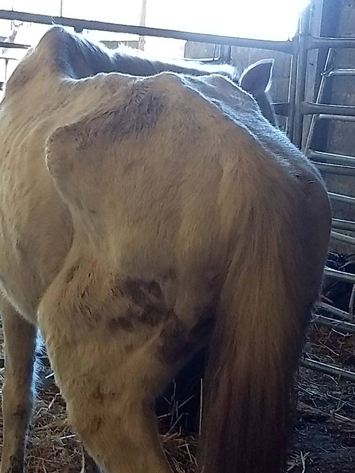 #Rettungspferd #Schlachtpferd #Pferderettung #Lusitano #Cruzado #Tierschutz #reiten #Reiturlaub #horse #rescue #rescue_horse #Portugal #Dressur #Springen #Paten #Spenden #Reitstall #Koppel #Freizeitreiten #ausreiten #Pferdewelt #Pferdeliebe #Pony #Ponyreiten