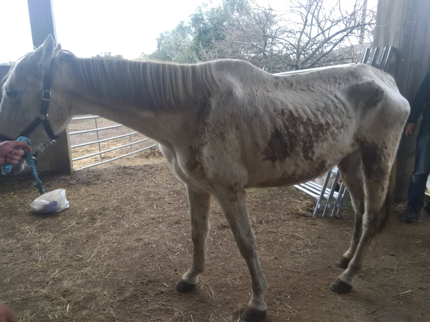 #Rettungspferd #Schlachtpferd #Pferderettung #Lusitano #Cruzado #Tierschutz #reiten #Reiturlaub #horse #rescue #rescue_horse #Portugal #Dressur #Springen #Paten #Spenden #Reitstall #Koppel #Freizeitreiten #ausreiten #Pferdewelt #Pferdeliebe #Pony #Ponyreiten