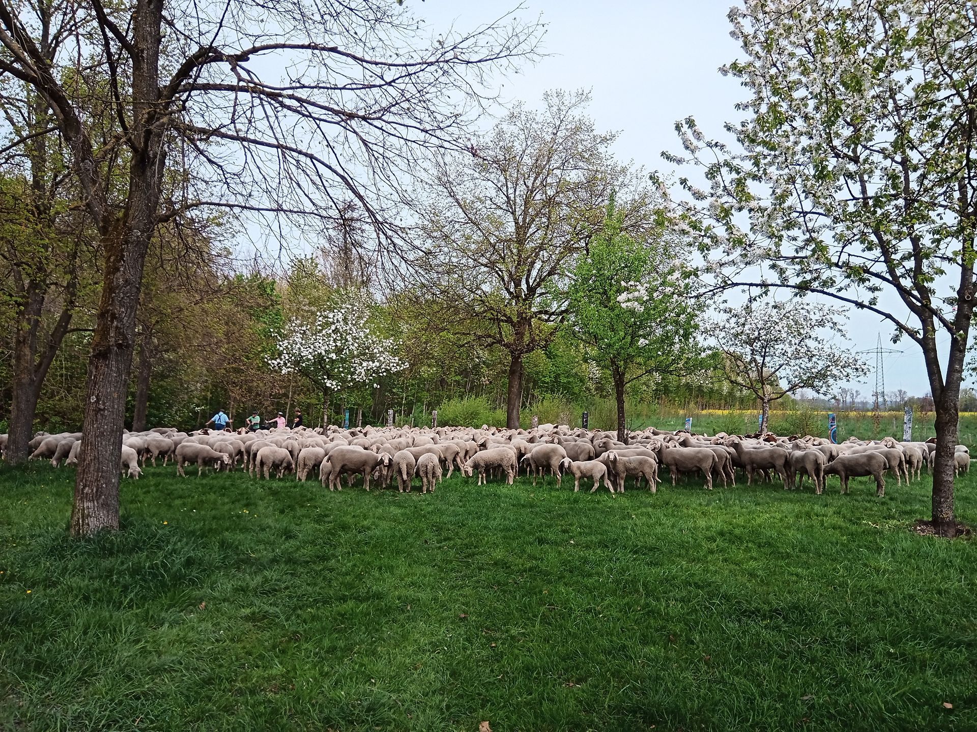 Immobilienmakler Augsburg: Bewertung.Beratung.Verkauf.Vermietung. Wohnidylle in der Augsbuger Hammerschmiede