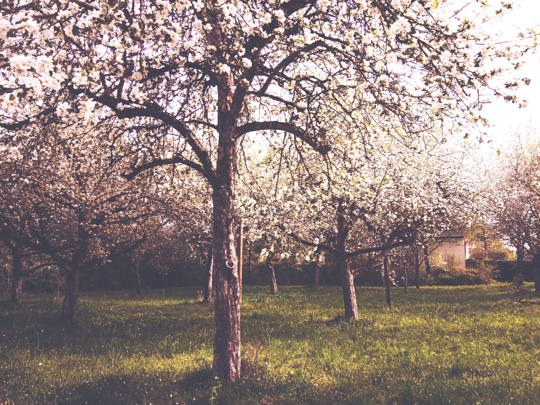 Immobilienmakler Augsburg: Bewertung.Beratung.Verkauf.Vermietung. Frühling in Augsburg Siebenbrunn