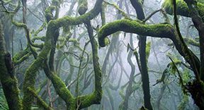 Nebelwald La Gomera - Foto Christa Grundig