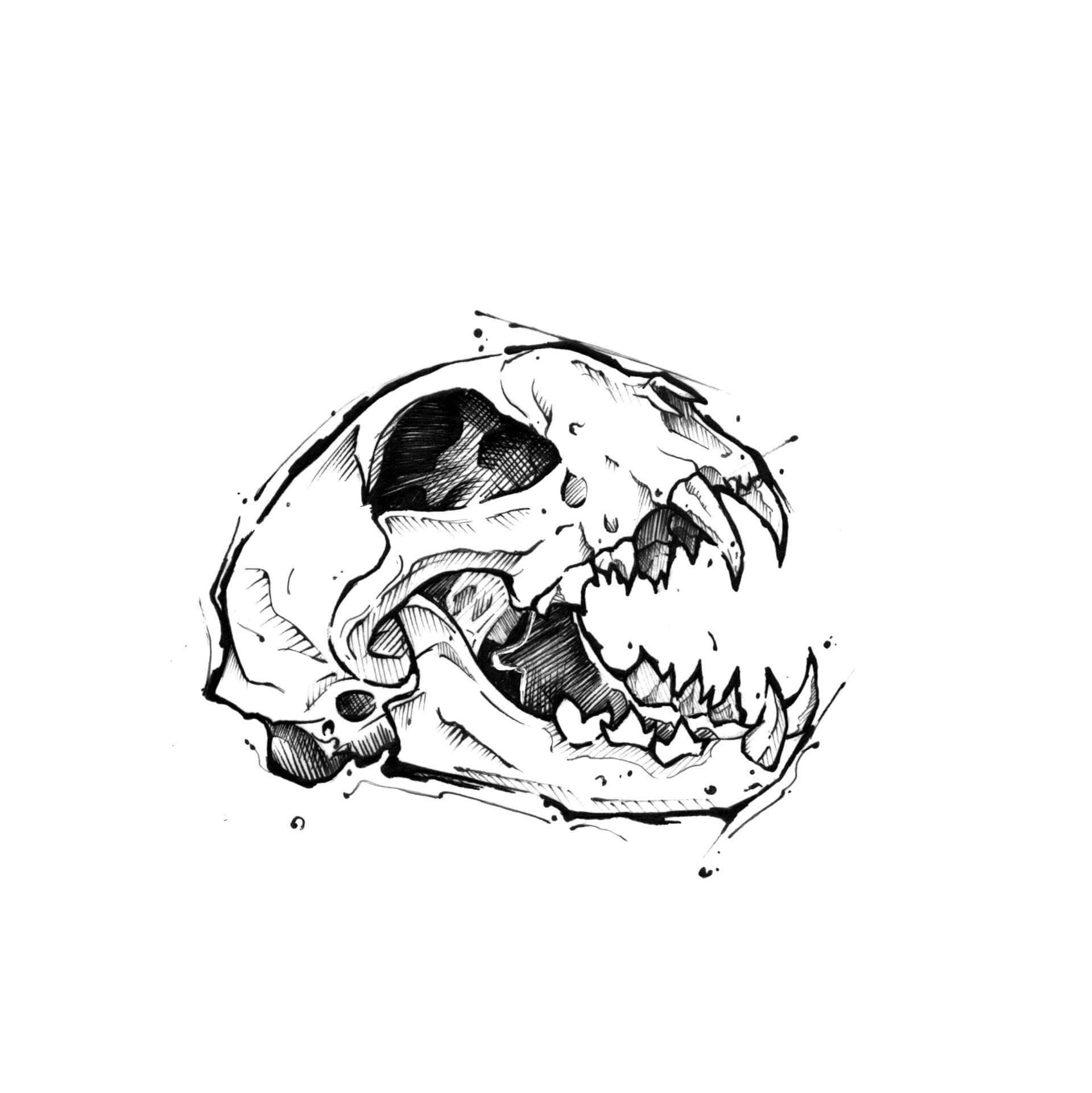 Ein Katzenschädel in sketchy