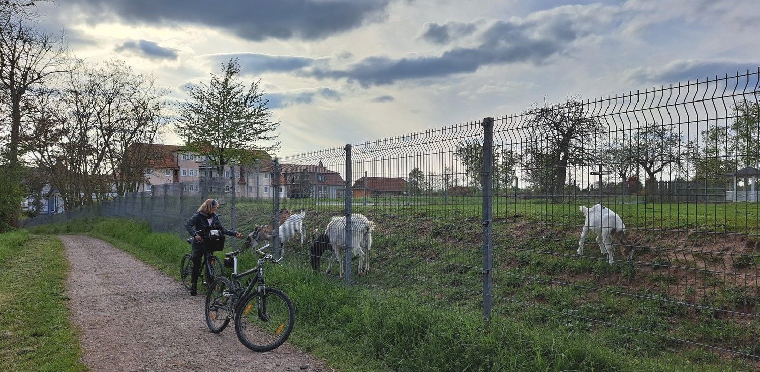 Ziegen am Weg zur Uferpromenade Seehotel Ziegen am Weg zur Uferpromenade Seehotel