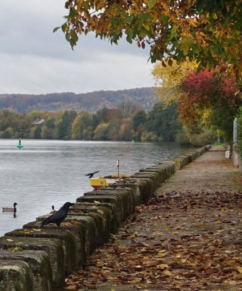 Leinritt (Leinen - Ritt für Ziehpferde) Leinritt (Leinen - Ritt für Ziehpferde)