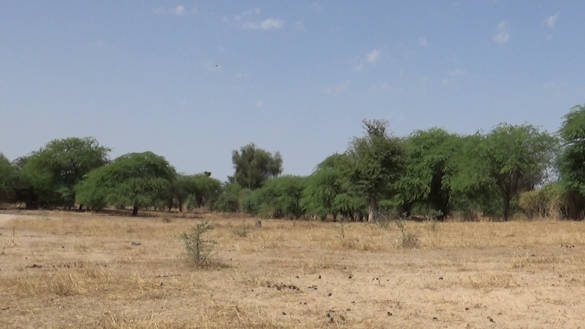 savane africaine semi aride