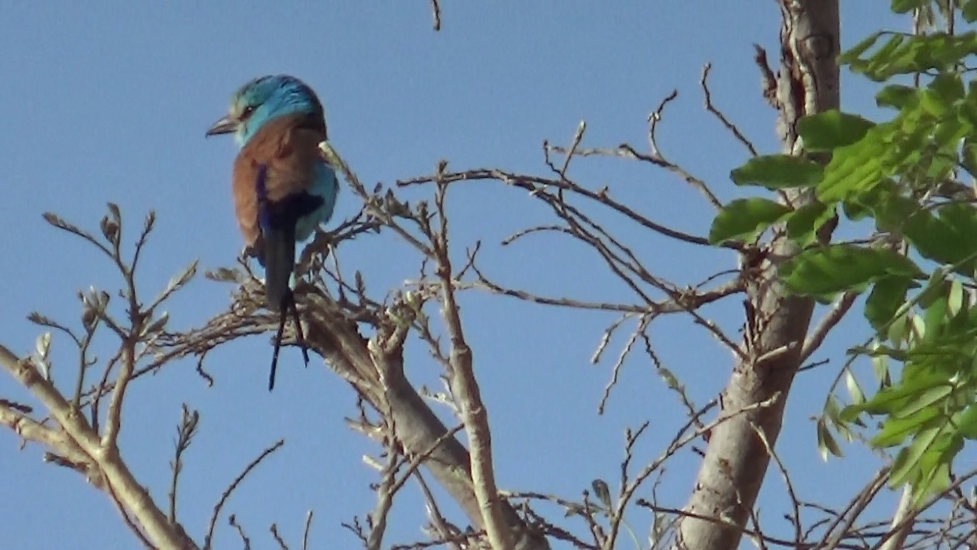 un oiseau coloré sur une branche