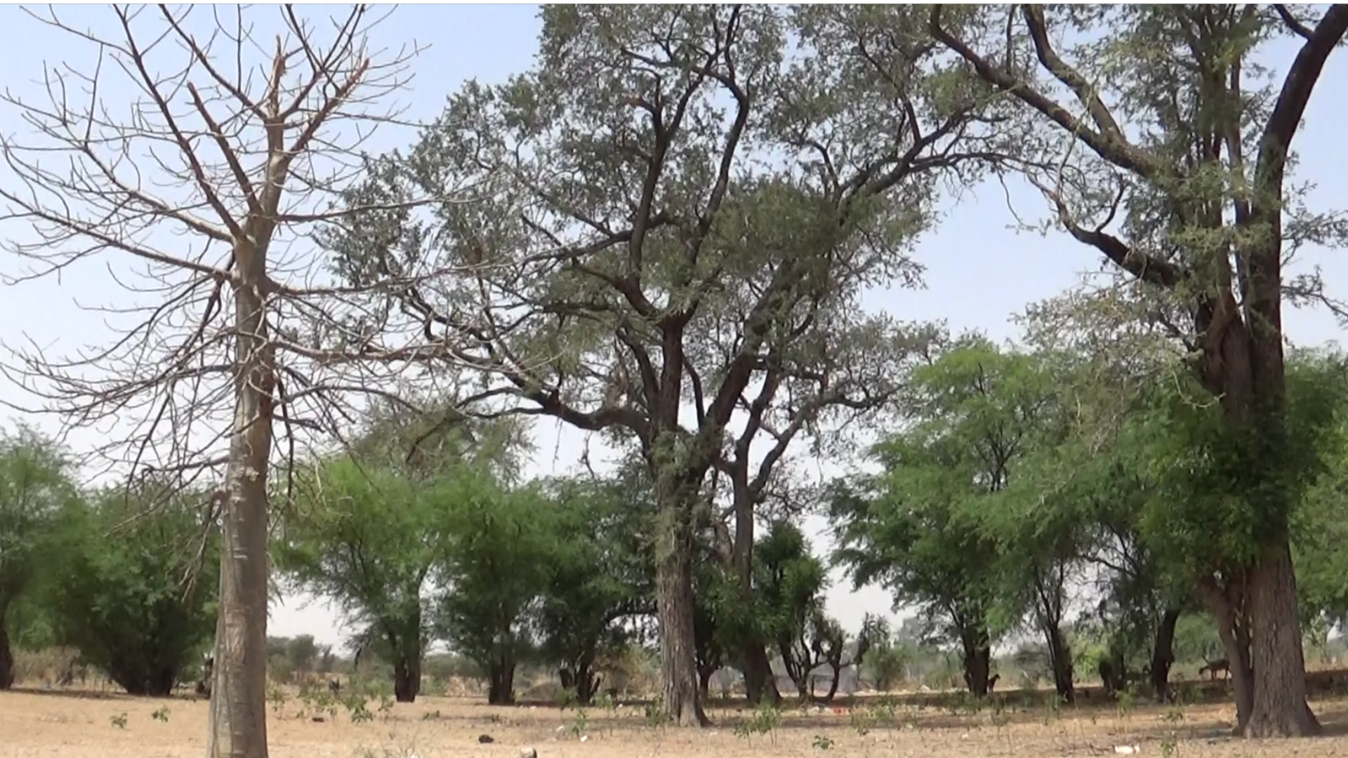 la savane semi aride avec ses kadds, à gauche un baobab