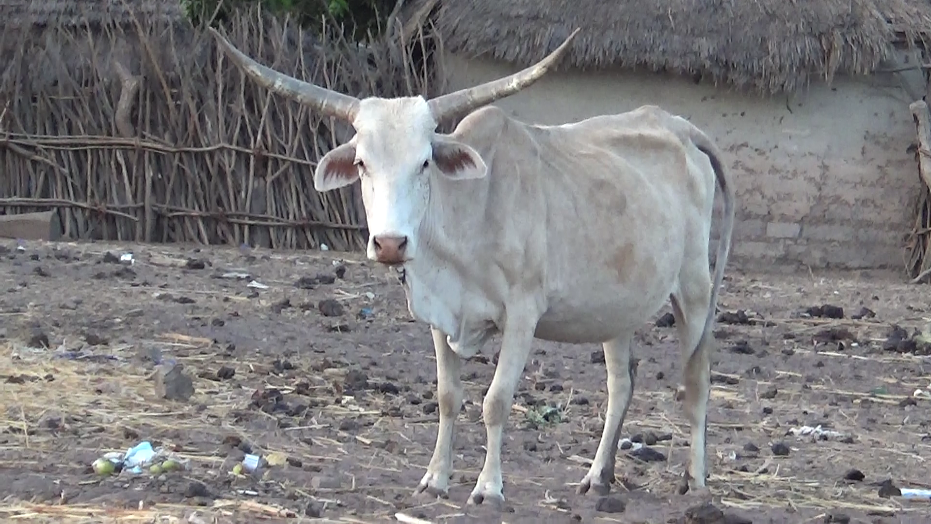 vache typique de Gambie