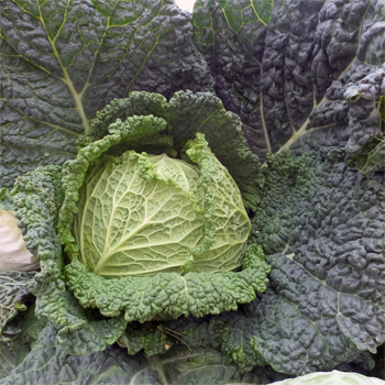 Cabbage