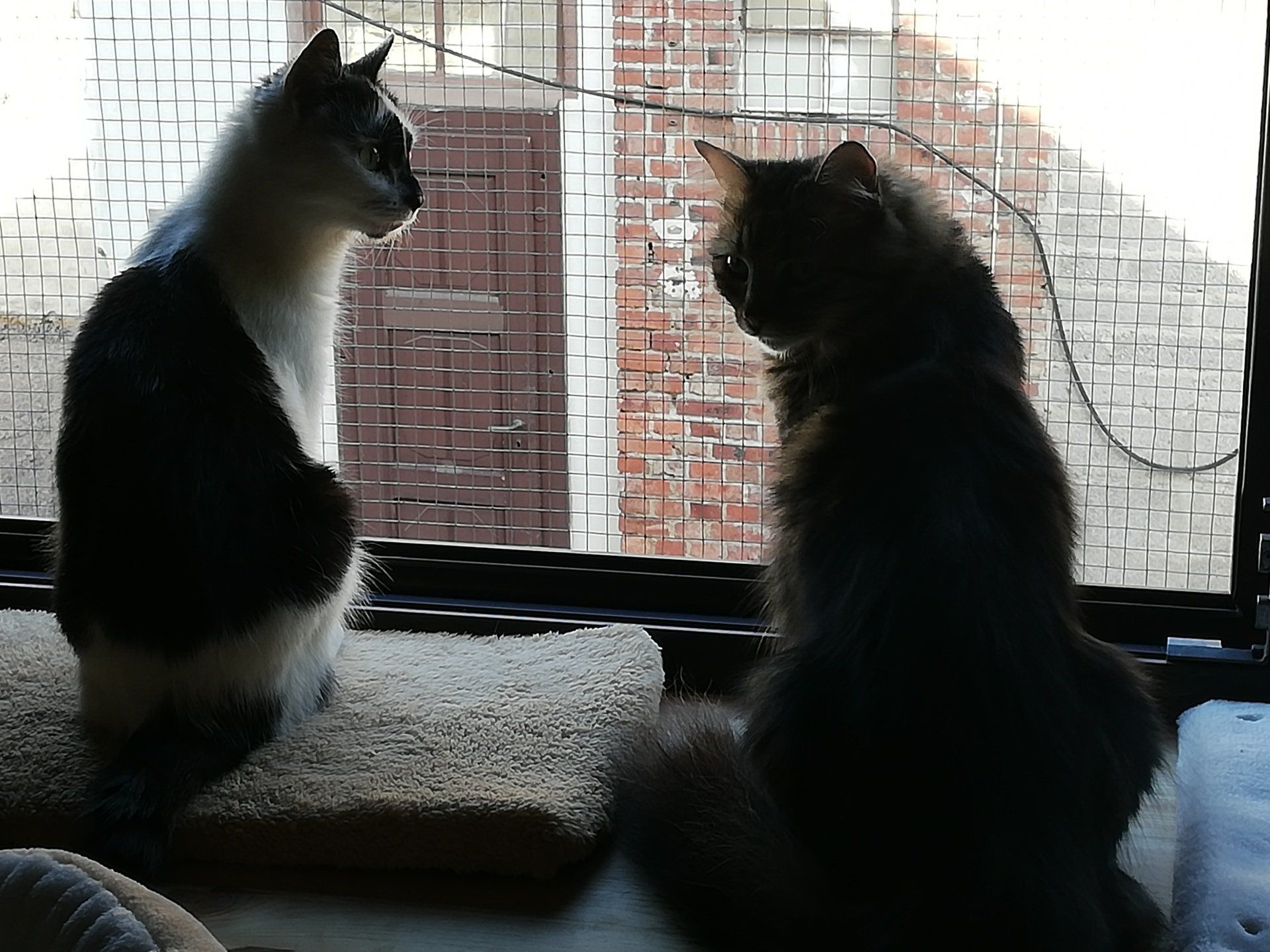 Was gibt´s denn da zu sehen ? Katzenpension Pfotentreff, Kaltenholzhausen, Limburg, Hofheim, Frankfurt, Wiesbaden, Bad Camperg, Kronberg