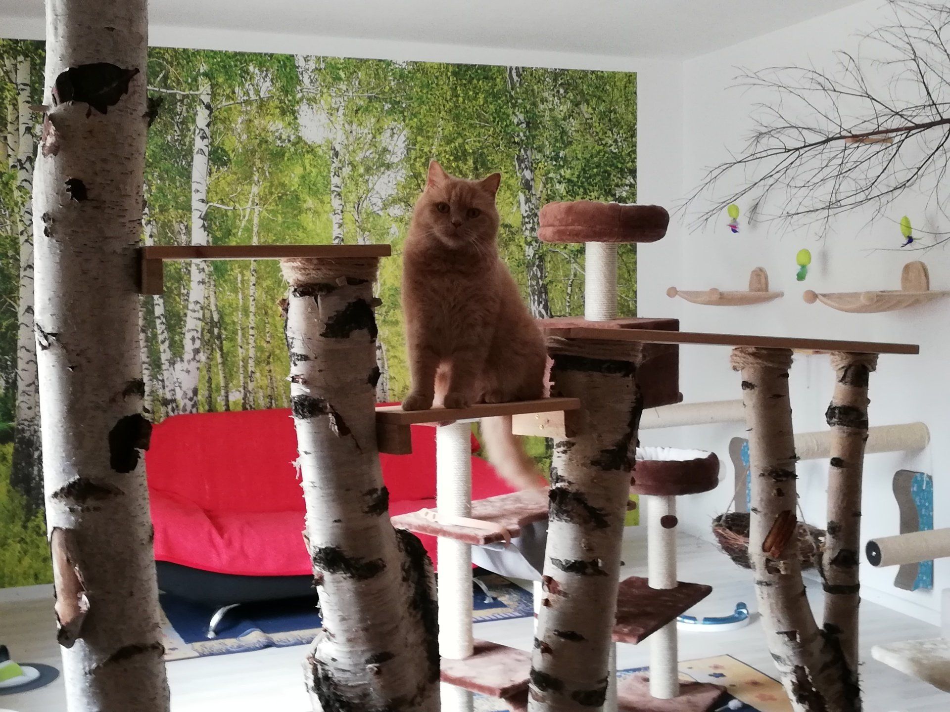 Alles im Blick Katzenpension Pfotentreff, Kaltenholzhausen