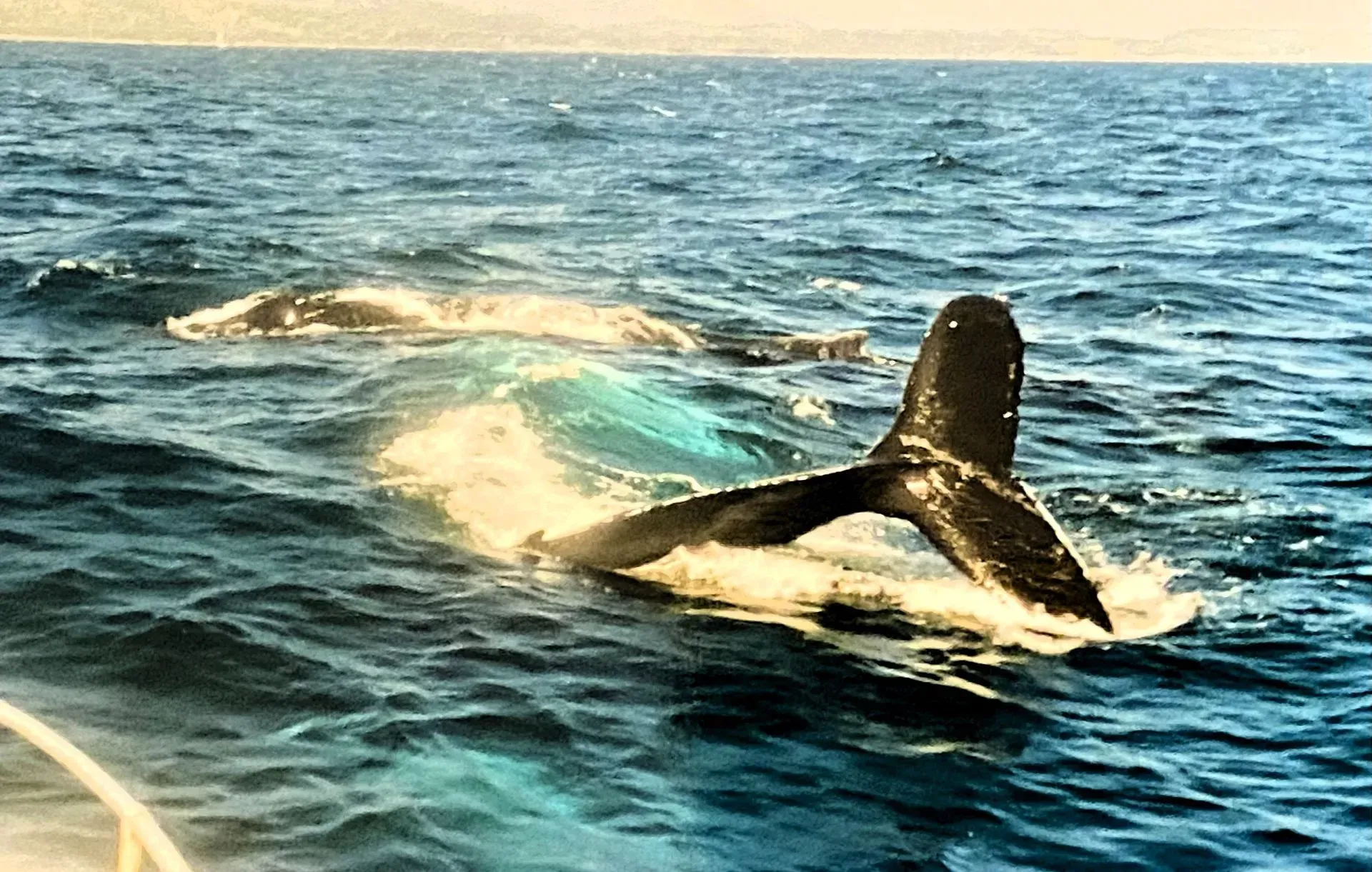 Zwei Wale in ihrem natürlichen Lebensraum, einer hebt seine Fluke aus dem tiefblauen Meer, während der andere knapp unter der Wasseroberfläche schwimmt. Die Szenerie wird von sanften Wellen und einem klaren Himmel im Hintergrund ergänzt.
Two whales in their natural habitat, one lifts its fluke out of the deep blue sea while the other swims just below the surface. The scenery is complemented by gentle waves and a clear sky in the background.
@Andrea Heidi Lagler – GEOlaViva