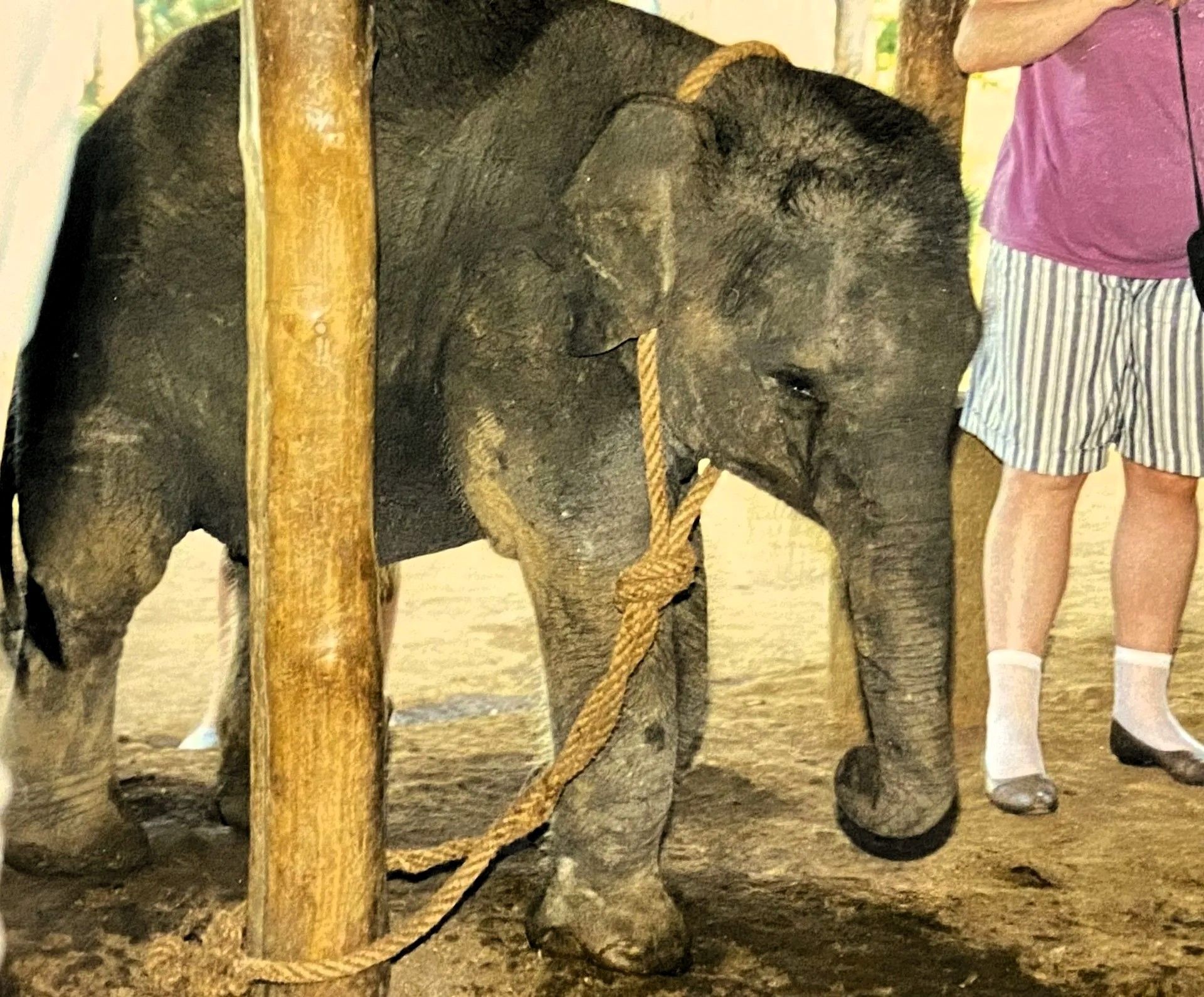 Ein junges Elefantenkalb steht mit einem Seil an einen Holzpfosten angebunden, umgeben von Menschen. Das Tier wirkt erschöpft und traurig, die Szenerie deutet auf eine touristische Attraktion oder ein Trainingslager hin, das auf die Ausbeutung von Tieren abzielt.
A young elephant calf stands tied to a wooden post with a rope, surrounded by people. The animal appears exhausted and sad, the scene suggesting a tourist attraction or a training camp aimed at exploiting animals.
@Andrea Heidi Lagler – GEOlaViva