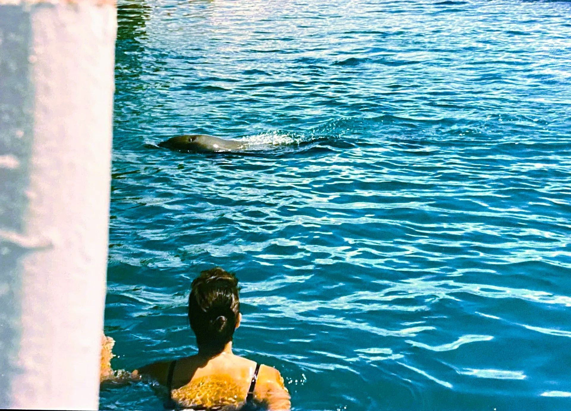 Eine Person in Badekleidung steht im Wasser in der Nähe von einem Delfin, der im Betonbecken schwimmt.
A person in swimwear stands in the water near a dolphin swimming in a concrete pool.
@Andrea Heidi Lagler – GEOlaViva