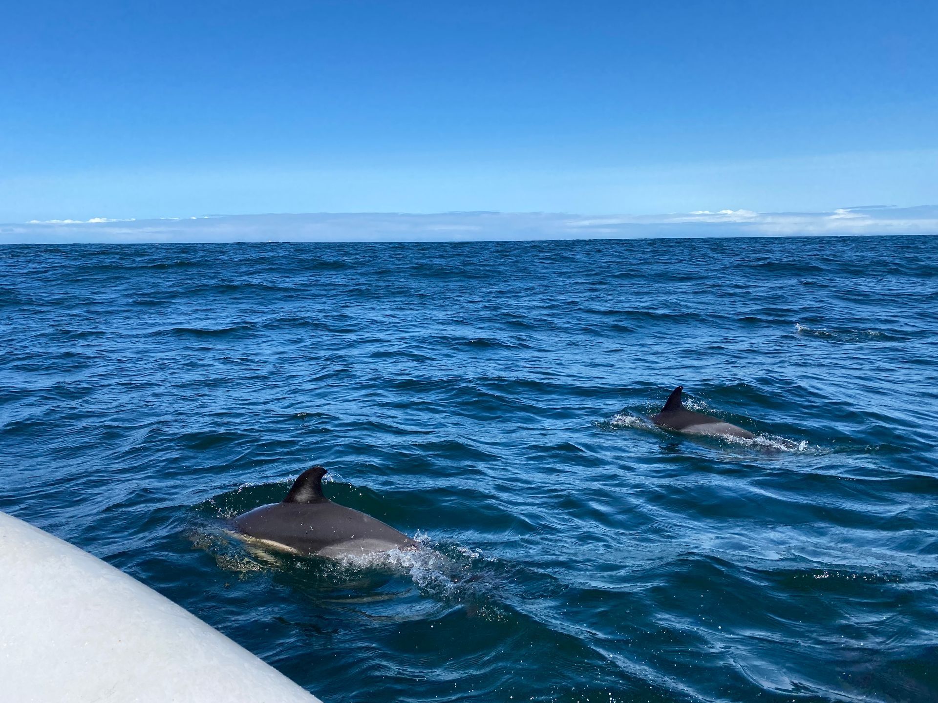 Zwei Delfine schwimmen frei im weiten, blauen Ozean, während ein Boot am Rand des Bildes zu sehen ist. Der klare Himmel und die ruhige See betonen die friedliche und natürliche Umgebung der Meeressäuger.
Two dolphins swim freely in the wide, blue ocean, while a boat can be seen at the edge of the picture. The clear sky and calm sea emphasize the peaceful and natural environment of the marine mammals.
@Andrea Heidi Lagler – GEOlaViva