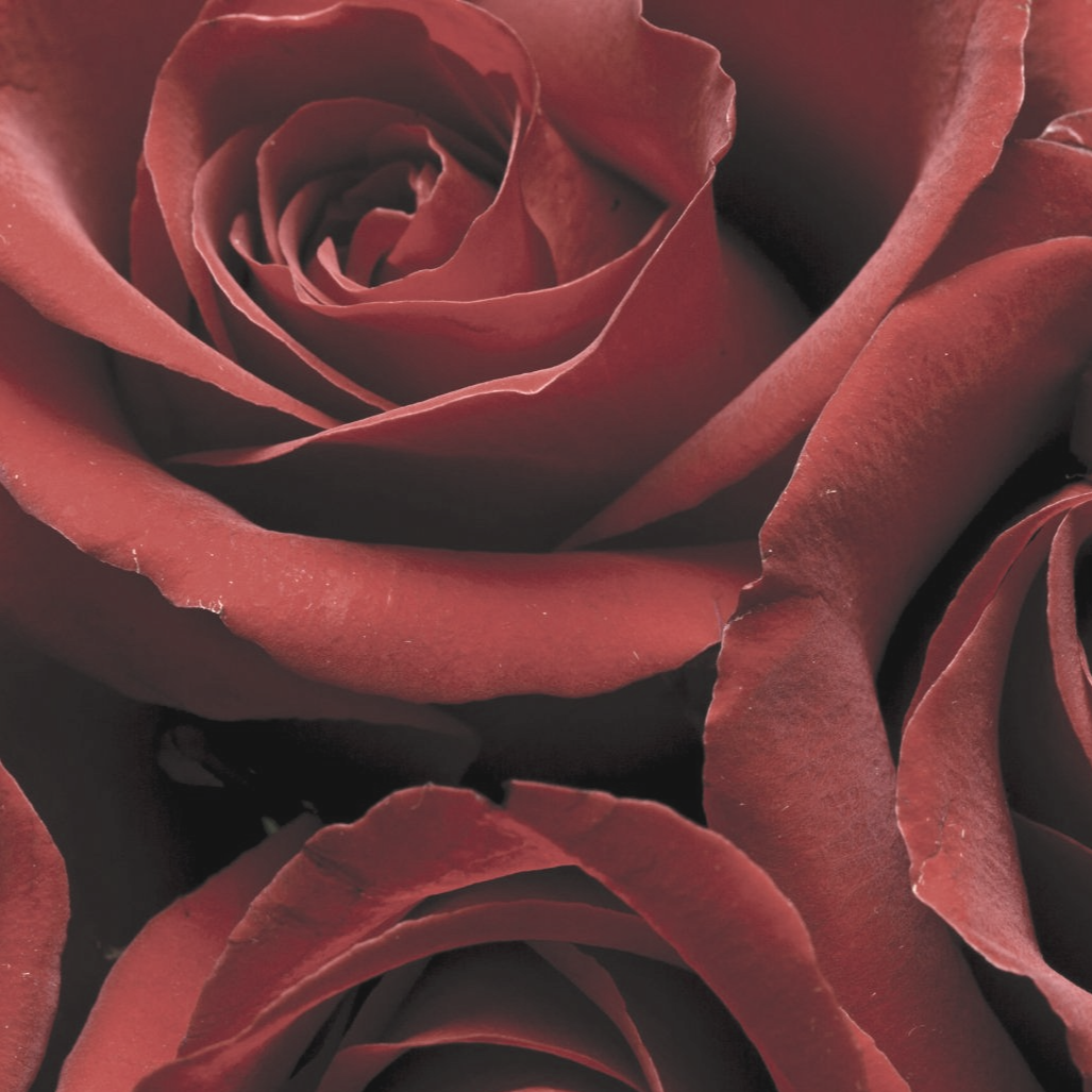 Rose als Symbol für den Valentinstag mit einer Paarmassage