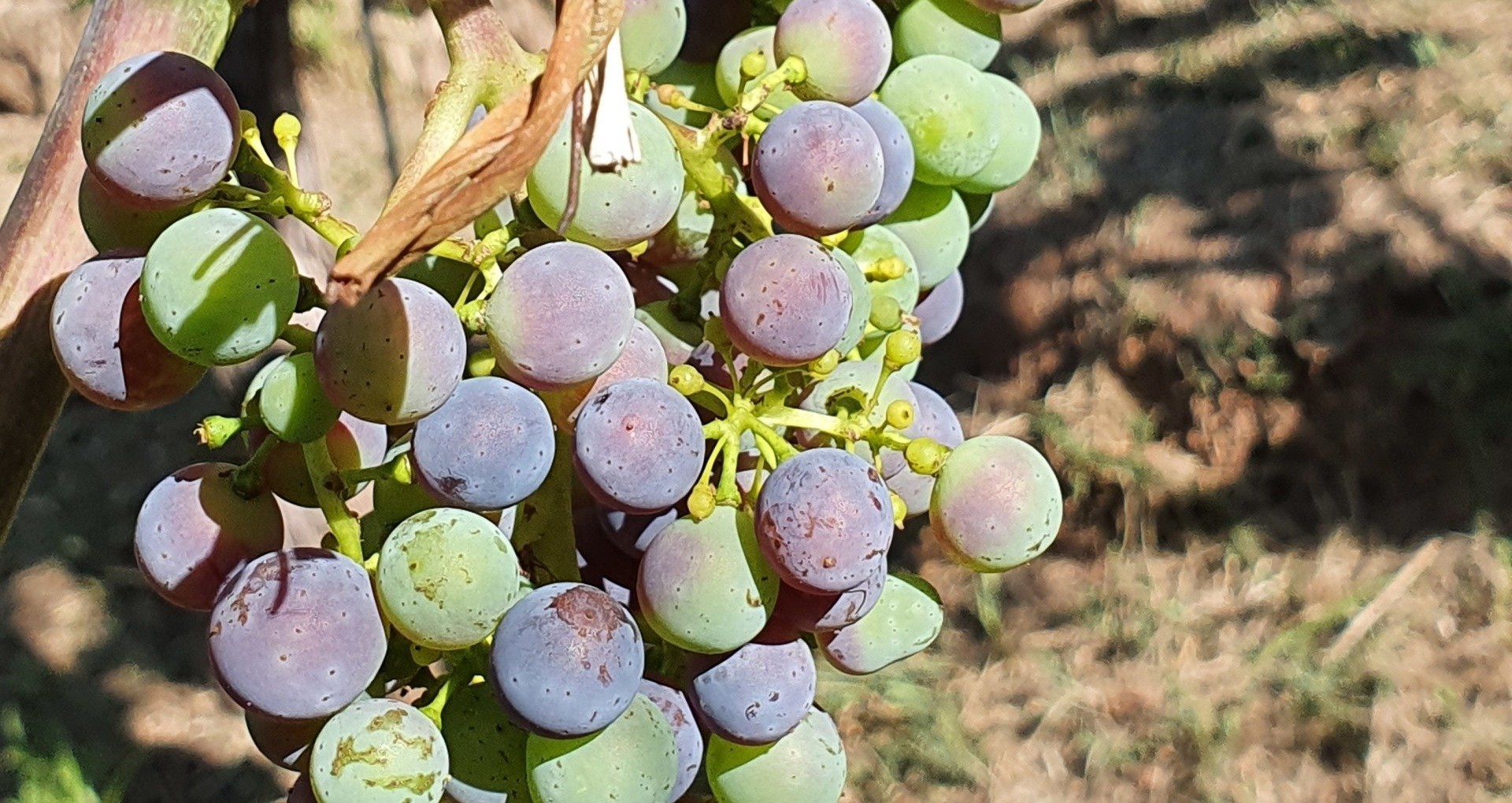 Beeren einer Traube die sich langsam verfärben