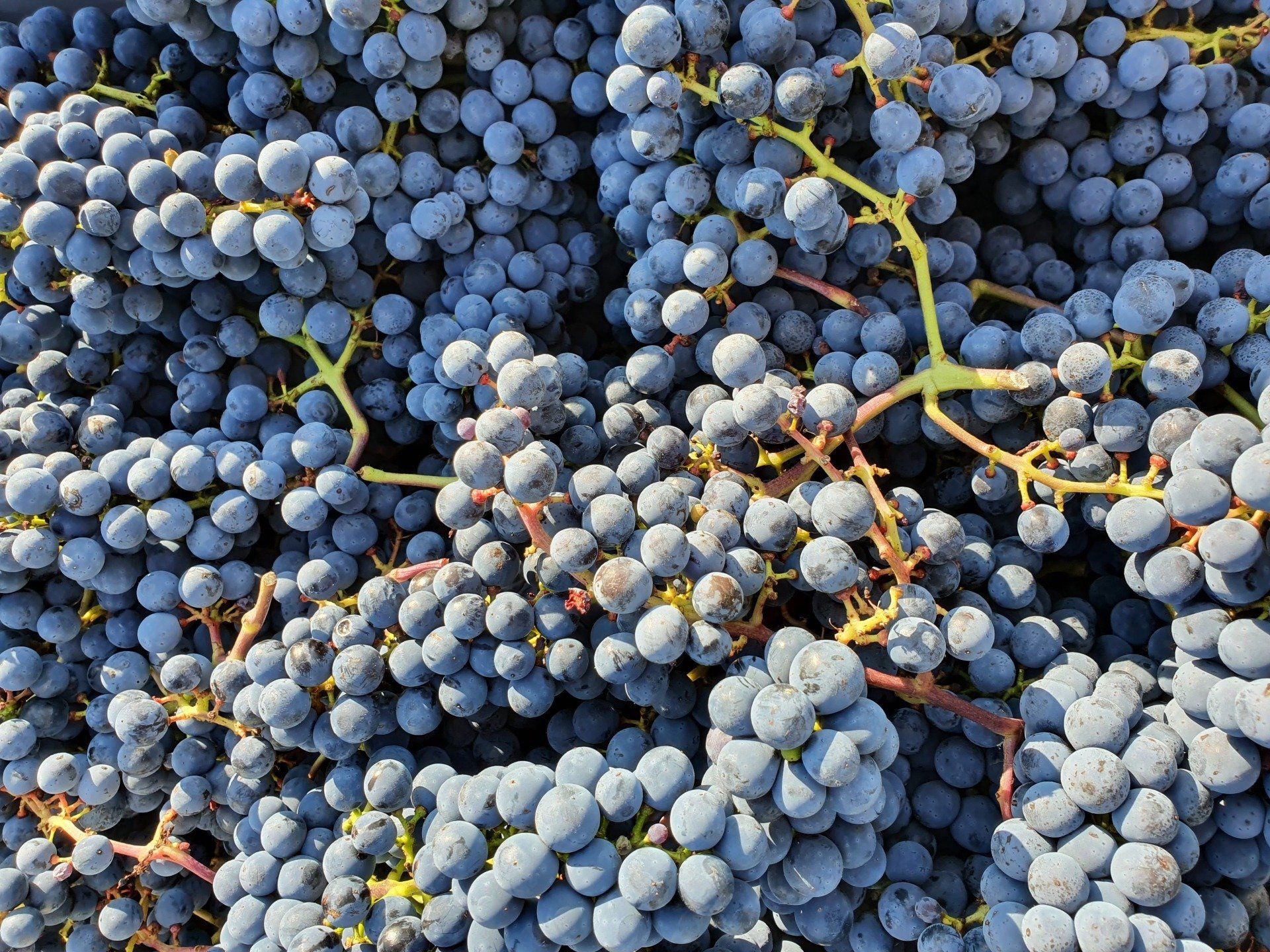 Geerntete Trauben in der Lesesbox