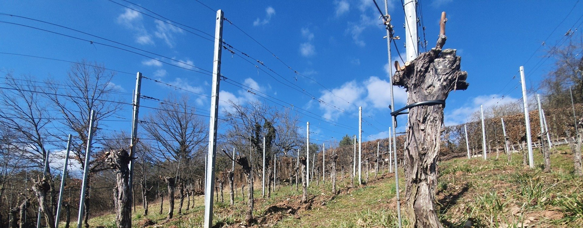 Reben im Weinberg nach dem Rebschnitt