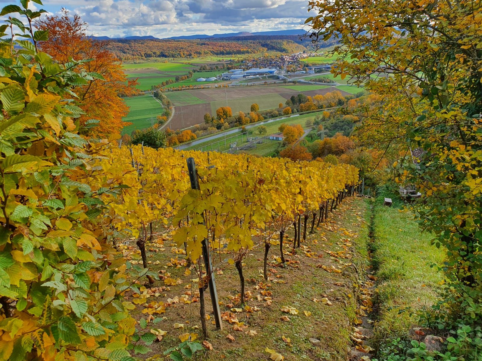 Gold leuchtende Rebzeilen