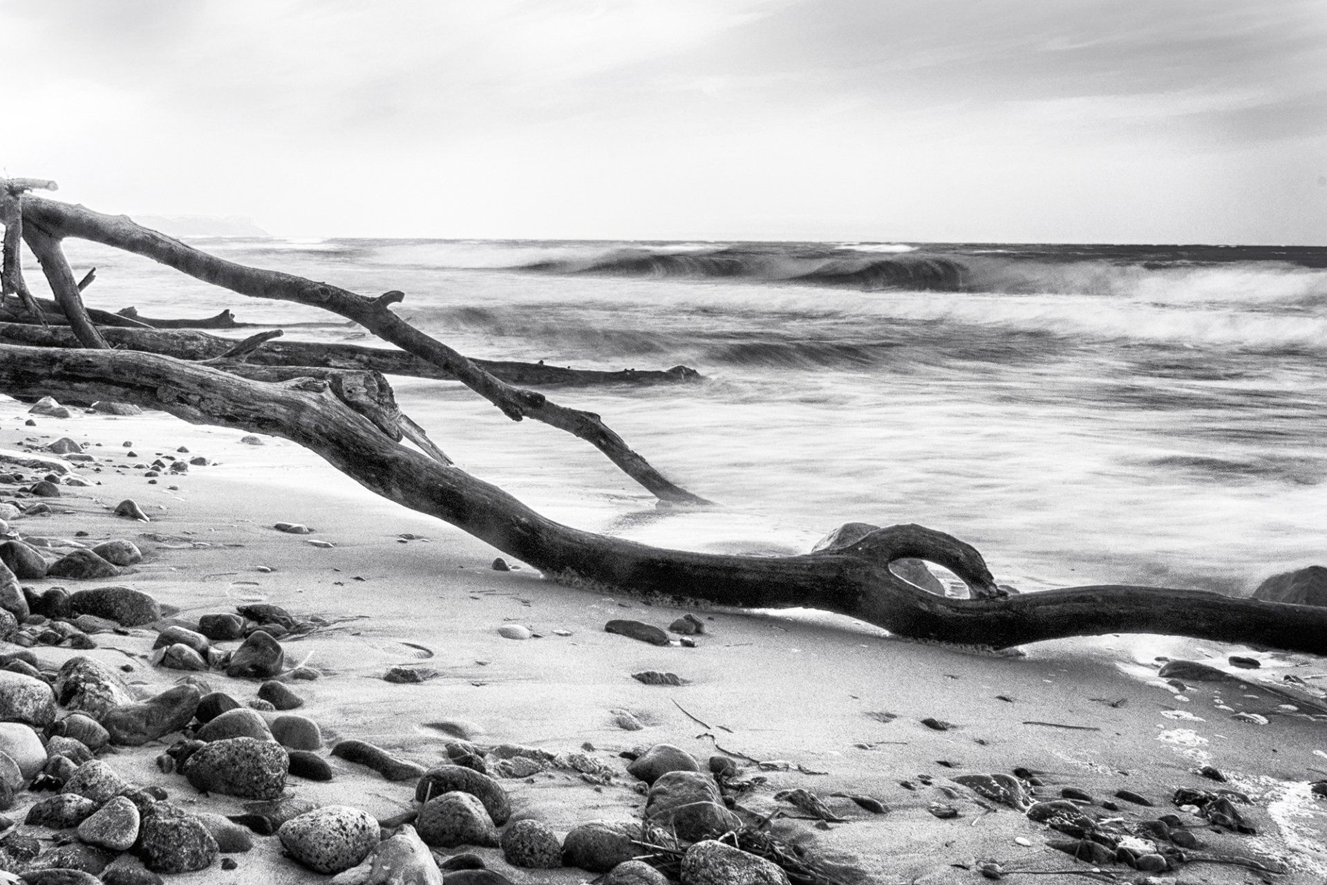 Abgestürzte Baumstämme liegen am Strand der Ostsee. Wellen umschließen das verwitternde Holz. Landschaftsfotografie aus Deutschland in schwarz weiß.