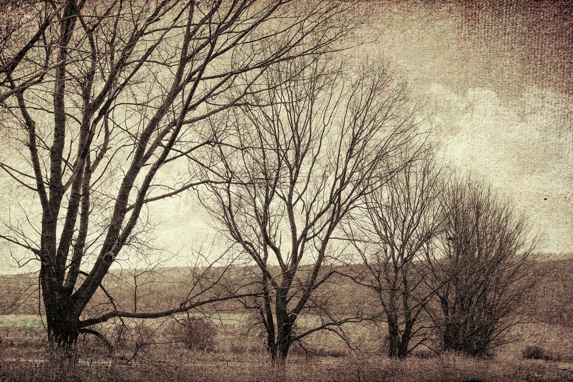 Eine Baumgruppe im Esperstedter Ried. Monochrome Landschaftsfotografie.