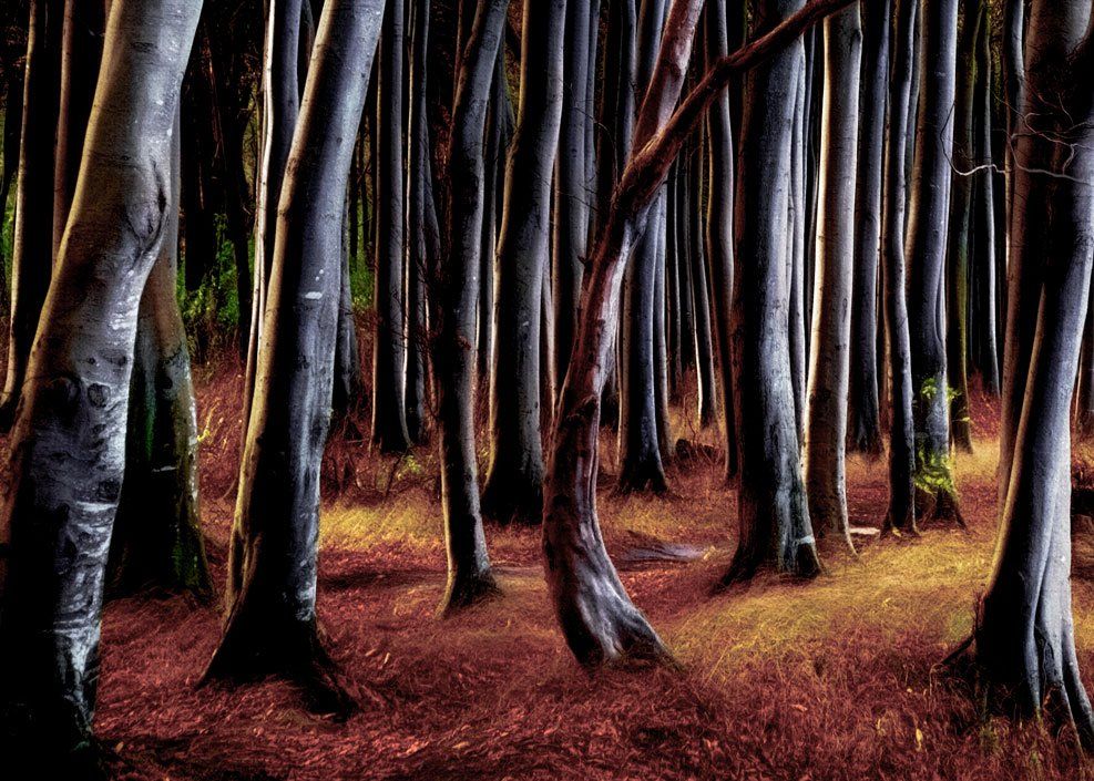 Blick in den Märchenwald auf der Insel Rügen. Farbfotografie der Buchen im Herbst